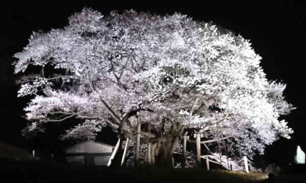 三隅大平桜 国指定天然記念物 浜田市三隅町の観光名所でもある大平桜は夜のライトアップが最高