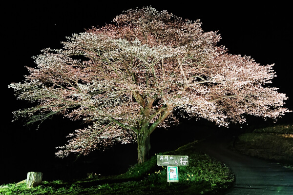 井川の一本桜のライトアップ